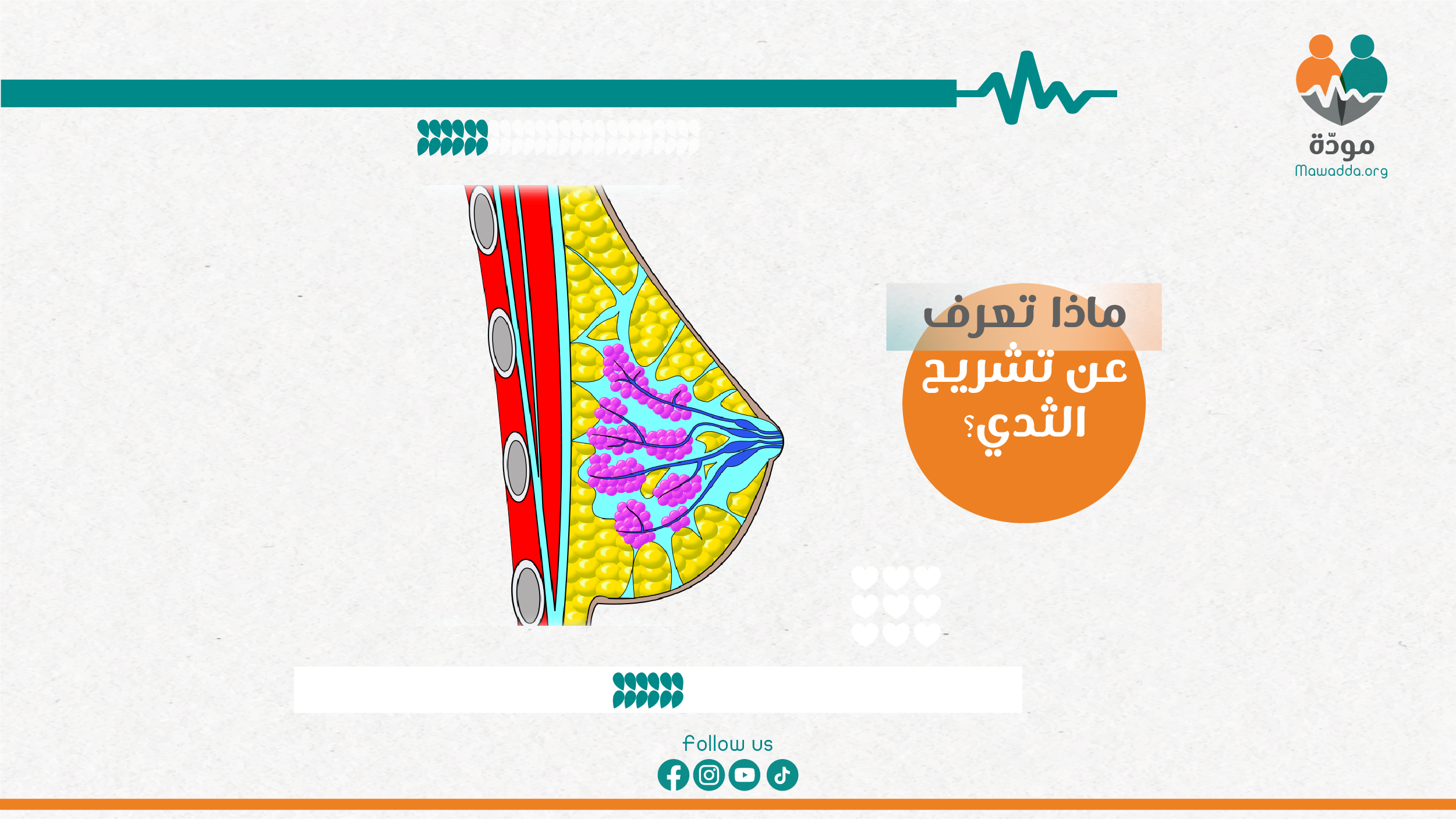 تشريح الثدي
